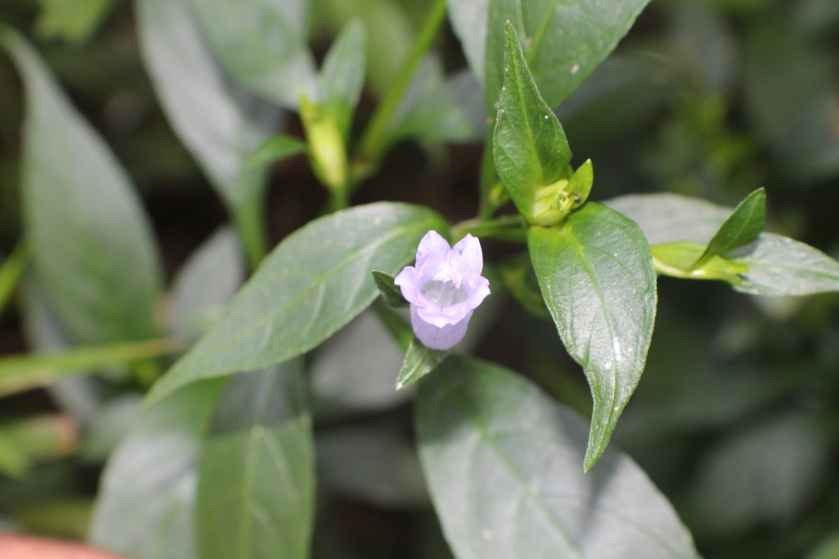 Strobilanthes adenophora Nees